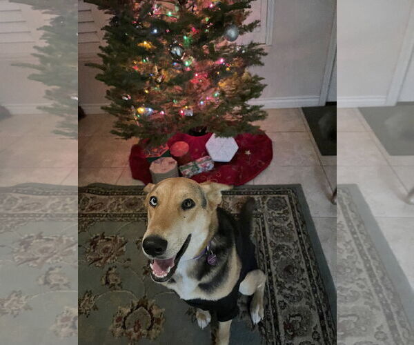 Medium Photo #7 German Shepherd Dog Puppy For Sale in San Bernardino , CA, USA