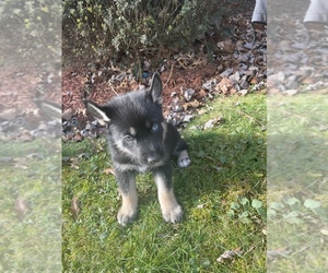German Shepherd Dog-Siberian Husky Mix Puppy for sale in NORTH CANTON, OH, USA