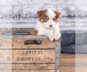 Australian Shepherd Puppy for sale in LODA, IL, USA