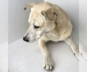 Labrador Retriever Dogs for adoption in Houston, TX, USA