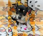 Small #3 Rat Terrier Mix