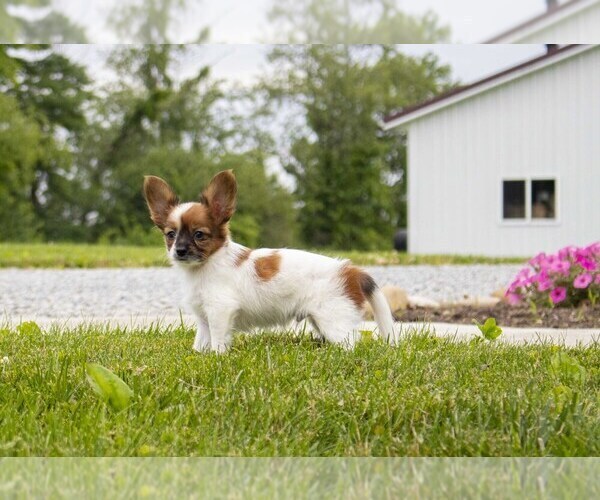Medium Photo #7 Papillon Puppy For Sale in SEBRING, OH, USA