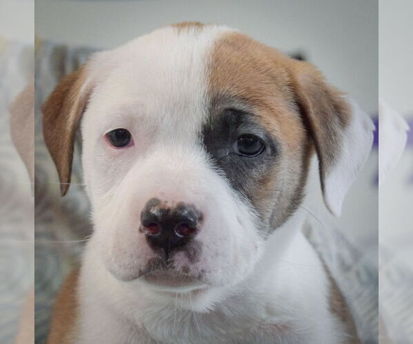 Medium Photo #6 American Staffordshire Terrier-Boxer Mix Puppy For Sale in Huntley, IL, USA