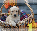 Small Photo #1 Goldendoodle Puppy For Sale in FREDONIA, KY, USA