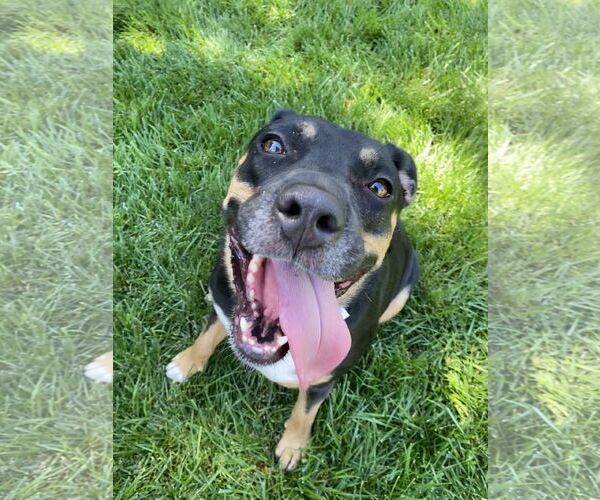 Medium Photo #7 German Shepherd Dog-Unknown Mix Puppy For Sale in Davis, CA, USA