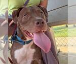 Small #1 American Staffordshire Terrier-Labrador Retriever Mix