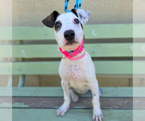 Pointer-Unknown Mix Dogs for adoption in Long Beach, CA, USA