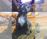 Small Photo #6 French Bulldog Puppy For Sale in CEDAR HILL, TX, USA