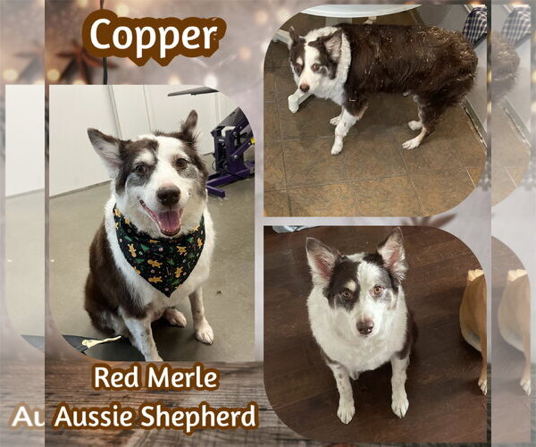 Medium Photo #4 Australian Shepherd-Unknown Mix Puppy For Sale in Dallas, TX, USA
