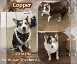 Small Photo #4 Australian Shepherd-Unknown Mix Puppy For Sale in Dallas, TX, USA