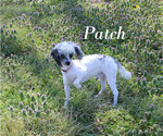 Small #27 Poodle (Toy)
