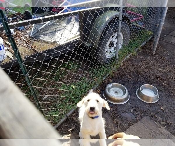 Medium Photo #4 Labradoodle-Labrador Retriever Mix Puppy For Sale in ANGLETON, TX, USA