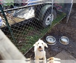 Small Photo #4 Labradoodle-Labrador Retriever Mix Puppy For Sale in ANGLETON, TX, USA