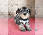 Litter of 8 - Male(s) and Female(s) Schnauzer (Miniature)Litter of Puppies for Sale - Photo #16