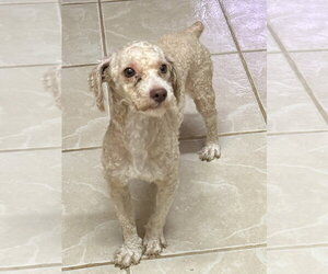 Poodle (Miniature) Dogs for adoption in Osgood, IN, USA