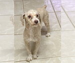 Small Poodle (Miniature)