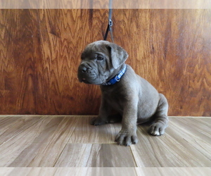 Cane Corso Puppy for sale in APPLE VALLEY, CA, USA