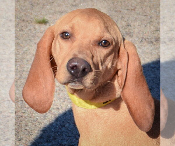 Medium Photo #1 American Foxhound-Redbone Coonhound Mix Puppy For Sale in Huntley, IL, USA