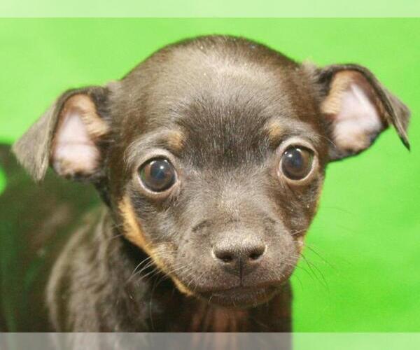 Medium Photo #3 Chihuahua Puppy For Sale in SHAWNEE, OK, USA