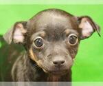Small Photo #3 Chihuahua Puppy For Sale in SHAWNEE, OK, USA