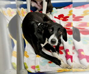 Labrador Retriever-Unknown Mix Dogs for adoption in Sterling, MA, USA