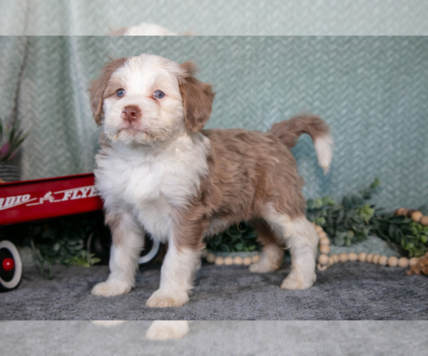 Medium Photo #1 Bernedoodle (Miniature) Puppy For Sale in APPLE CREEK, OH, USA