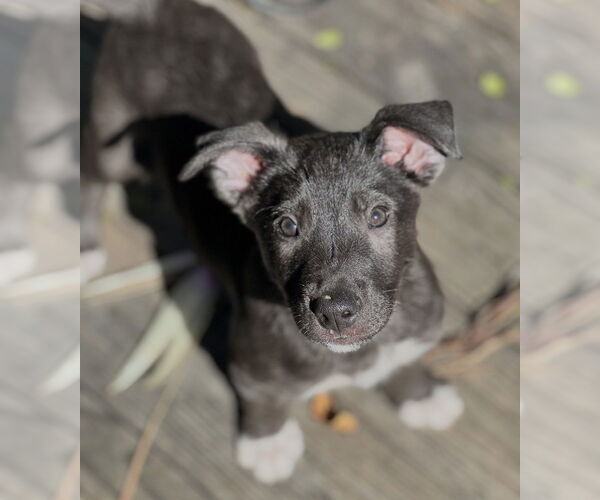 Medium Photo #4 Labrador Retriever-Unknown Mix Puppy For Sale in Dana Point, CA, USA
