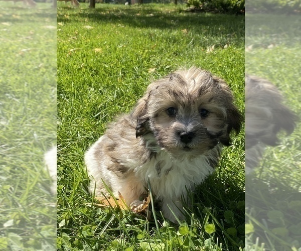 Medium Photo #1 ShihPoo Puppy For Sale in CANOGA, NY, USA