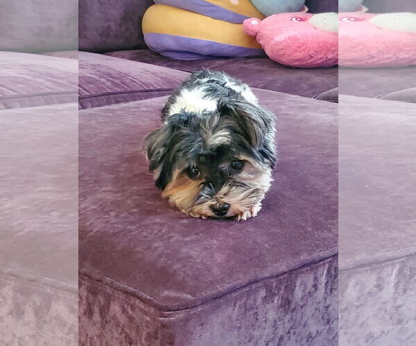 Medium Photo #4 Mutt Puppy For Sale in St. Louis Park, MN, USA