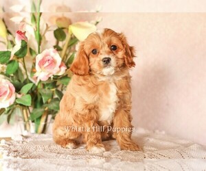 Cavapoo Puppy for sale in DENVER, PA, USA