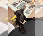 Persephone - Female Mutt Dog for Adoption - Small photo