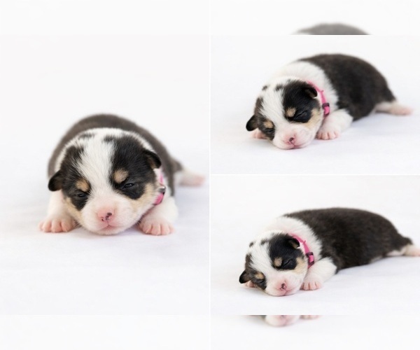 Medium Photo #2 Pembroke Welsh Corgi Puppy For Sale in BELFIELD, ND, USA