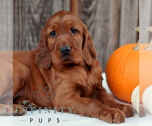 Irish Setter Puppy for sale in MILLERSTOWN, PA, USA