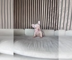 Small #12 French Bulldog