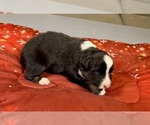 Small Photo #44 Australian Shepherd Puppy For Sale in SALISBURY, NC, USA
