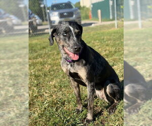 Bjork - Female Catahoula Leopard Dog Dog for Adoption - Photo #6