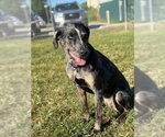 Small Photo #6 Catahoula Leopard Dog Puppy For Sale in South Bend, IN, USA