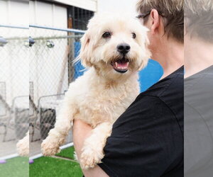Lucas - Male Poodle (Miniature)-Unknown Mix Dog for Adoption - Photo #3