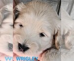 Puppy Puppy 5 Goldendoodle