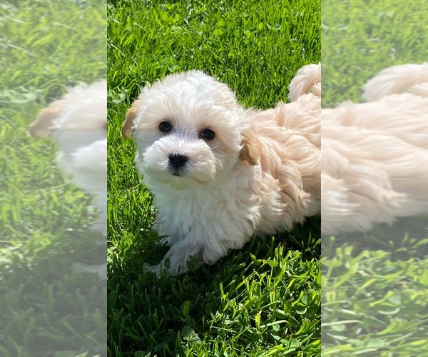 Medium Photo #1 Maltipoo Puppy For Sale in CANOGA, NY, USA