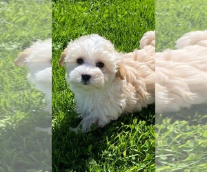 Maltipoo Puppy for Sale in CANOGA, New York USA