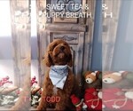 Small Photo #5 Cavapoo Puppy For Sale in BEAUFORT, SC, USA