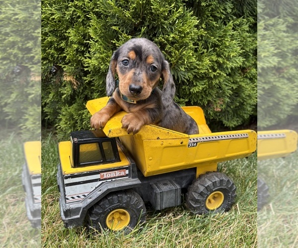 Medium Photo #2 Dachshund Puppy For Sale in MIDDLEBURY, IN, USA