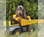 Small #1 Dachshund