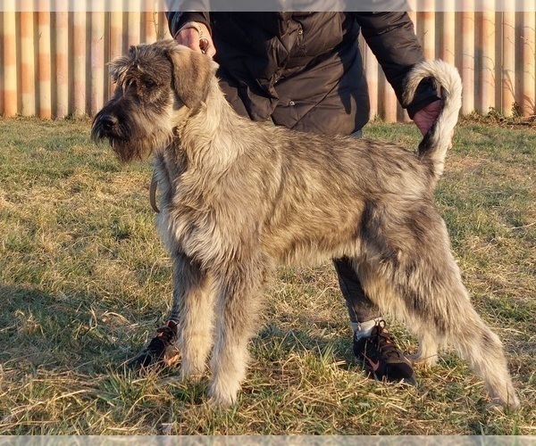 Medium Photo #1 Schnauzer (Giant) Puppy For Sale in Hatvan, Heves, Hungary