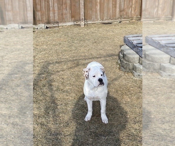 Medium Photo #1 Olde English Bulldogge Puppy For Sale in LEMONT, IL, USA