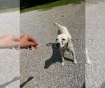 Small #5 Mutt