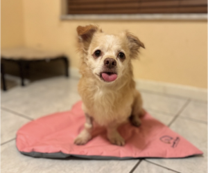 Lucky - Male Dachshund-Unknown Mix Dog for Adoption - Photo #3