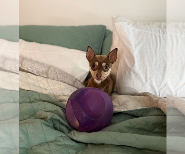 Medium Photo #4 Chihuahua-Unknown Mix Puppy For Sale in Raleigh, NC, USA
