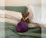 Small #3 Chihuahua Mix
